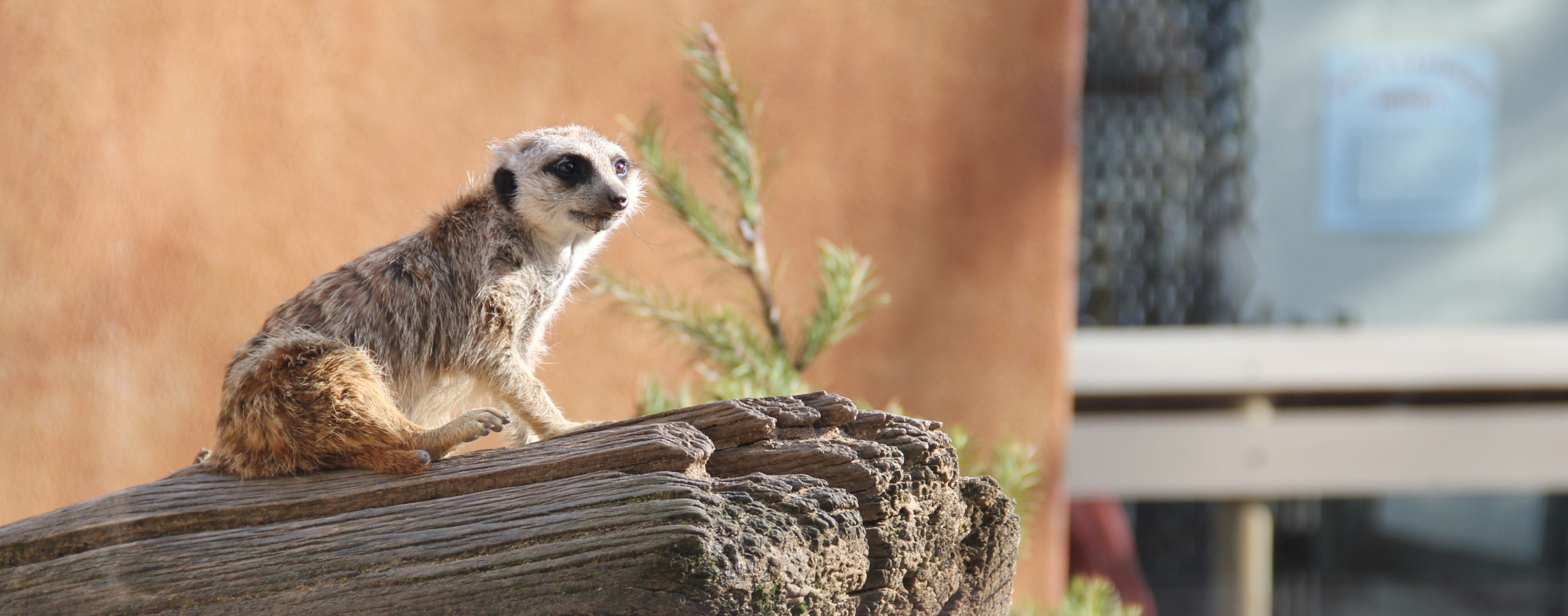 A lemur at the Atascadero Charles Paddock Zoo