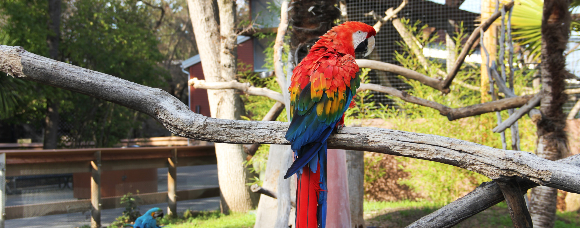 Parrots at the Atascadero Charles Paddock Zoo