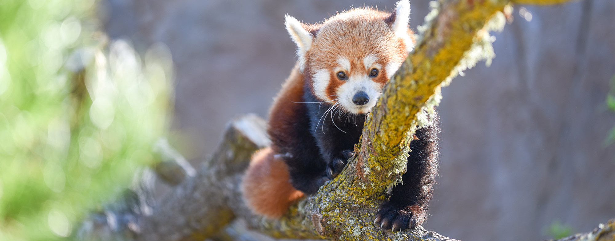 A red panda at the Atascadero Central Coast Zoo