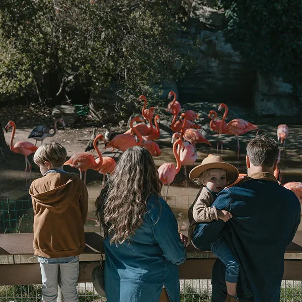 Atascadero Central Coast Zoo Family Watching Flamingos