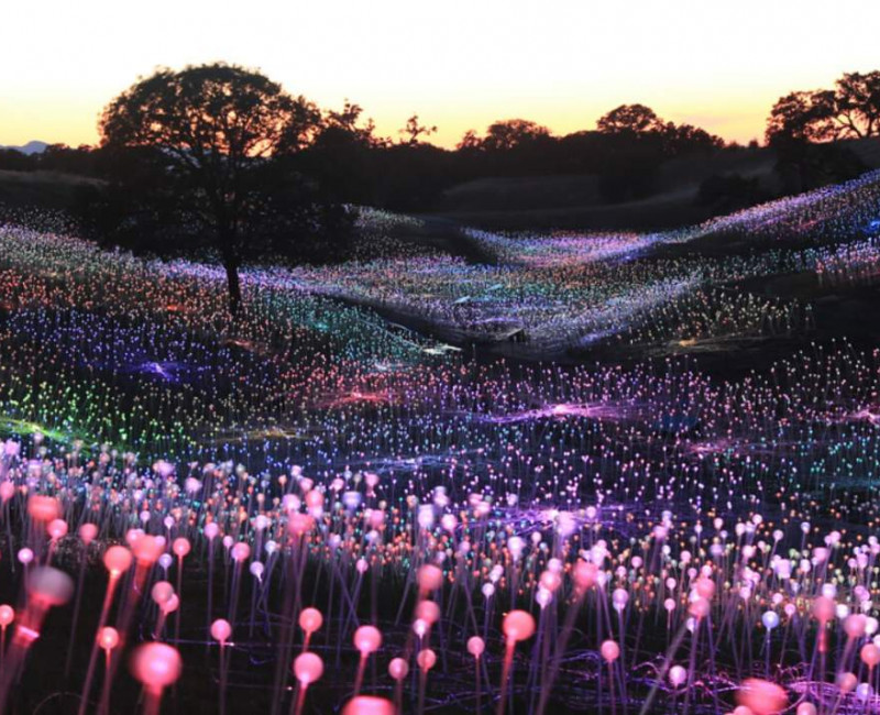 Sensorio Field of Light