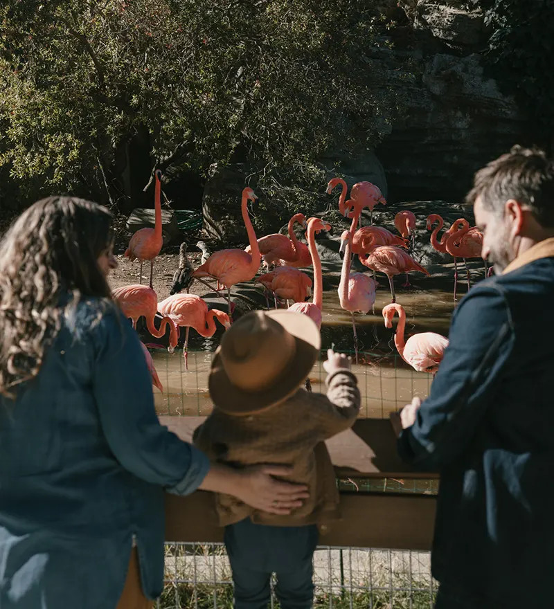 Family at Central Coast Zoo