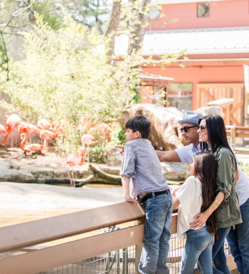 Family watching flamingos at the Central Coast Zoo in Atascadero, California.
