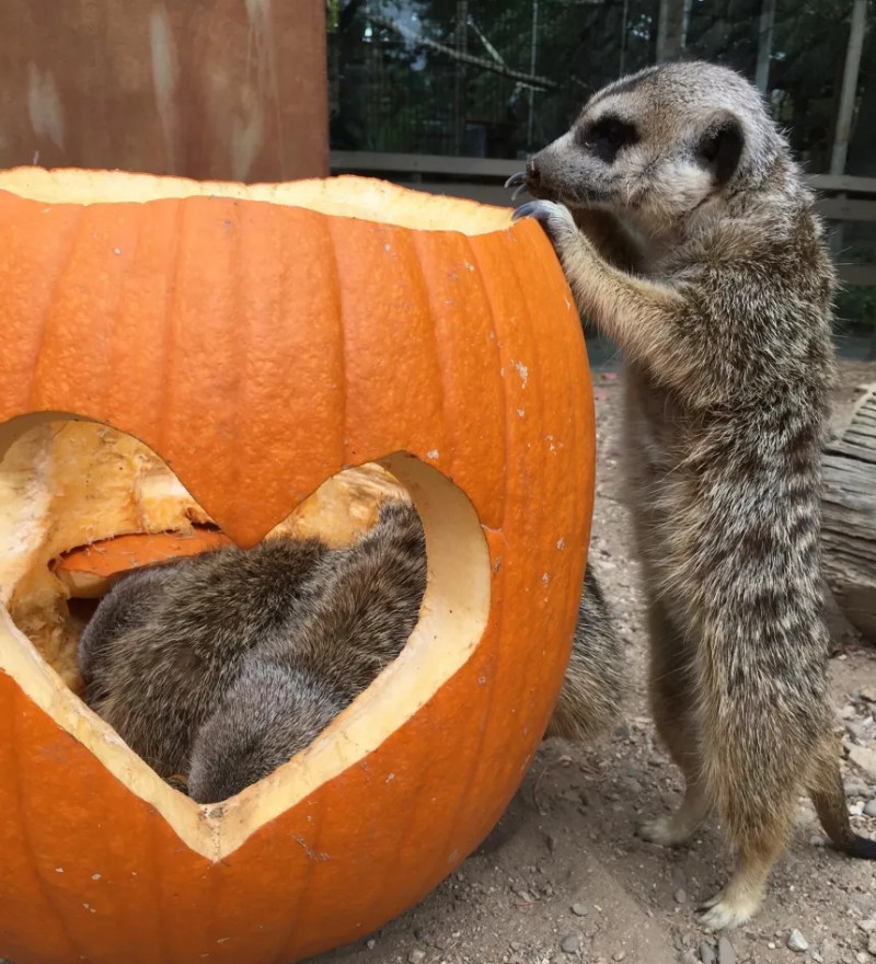 Meerkats play with a pumpkin at the Central Coast Zoo in Atascadero, CA