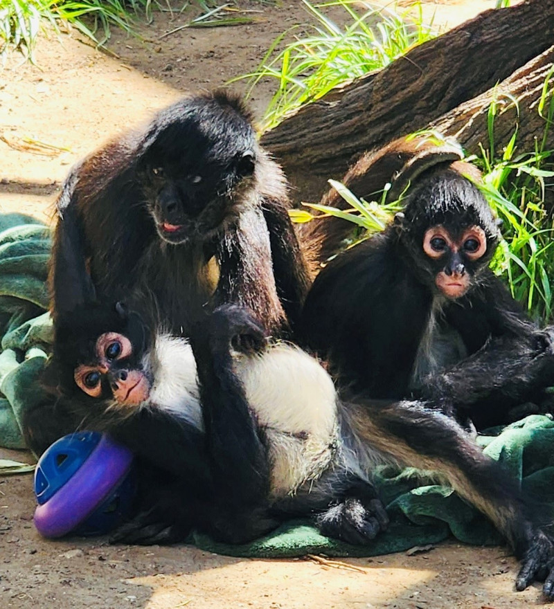 people with beverages at the zoo