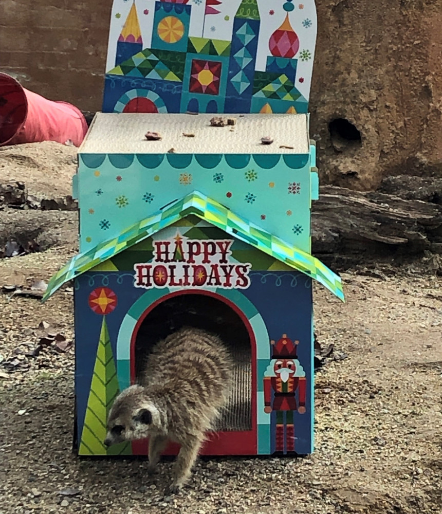 Holiday magic at the central coast zoo