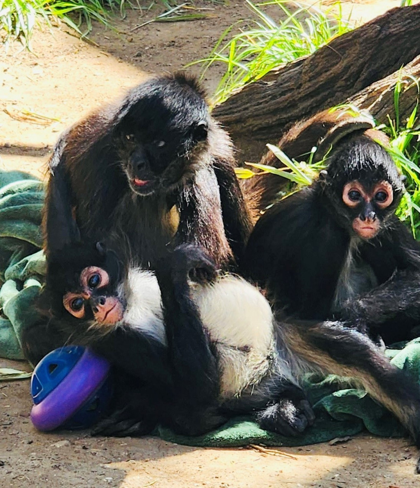 Mexican Spider Monkeys
