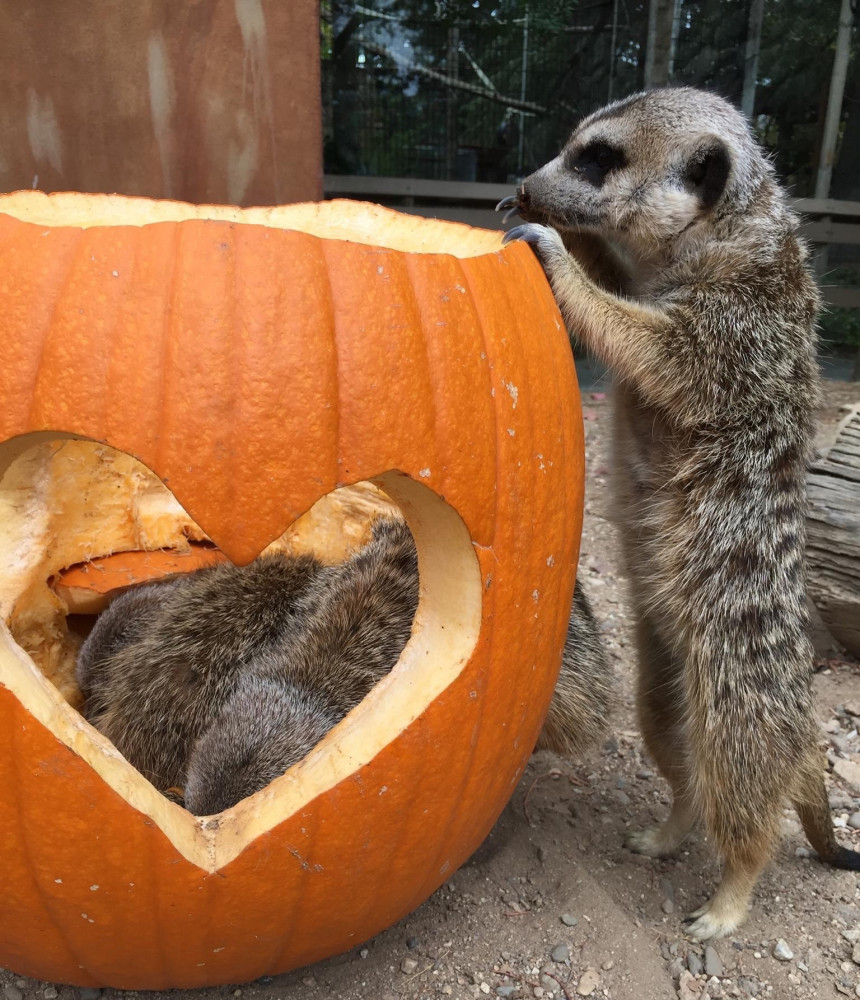 pumpkin smash at the central coast zoo