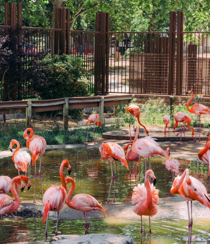 Pink flamingos socializing at the Central Coast Zoo